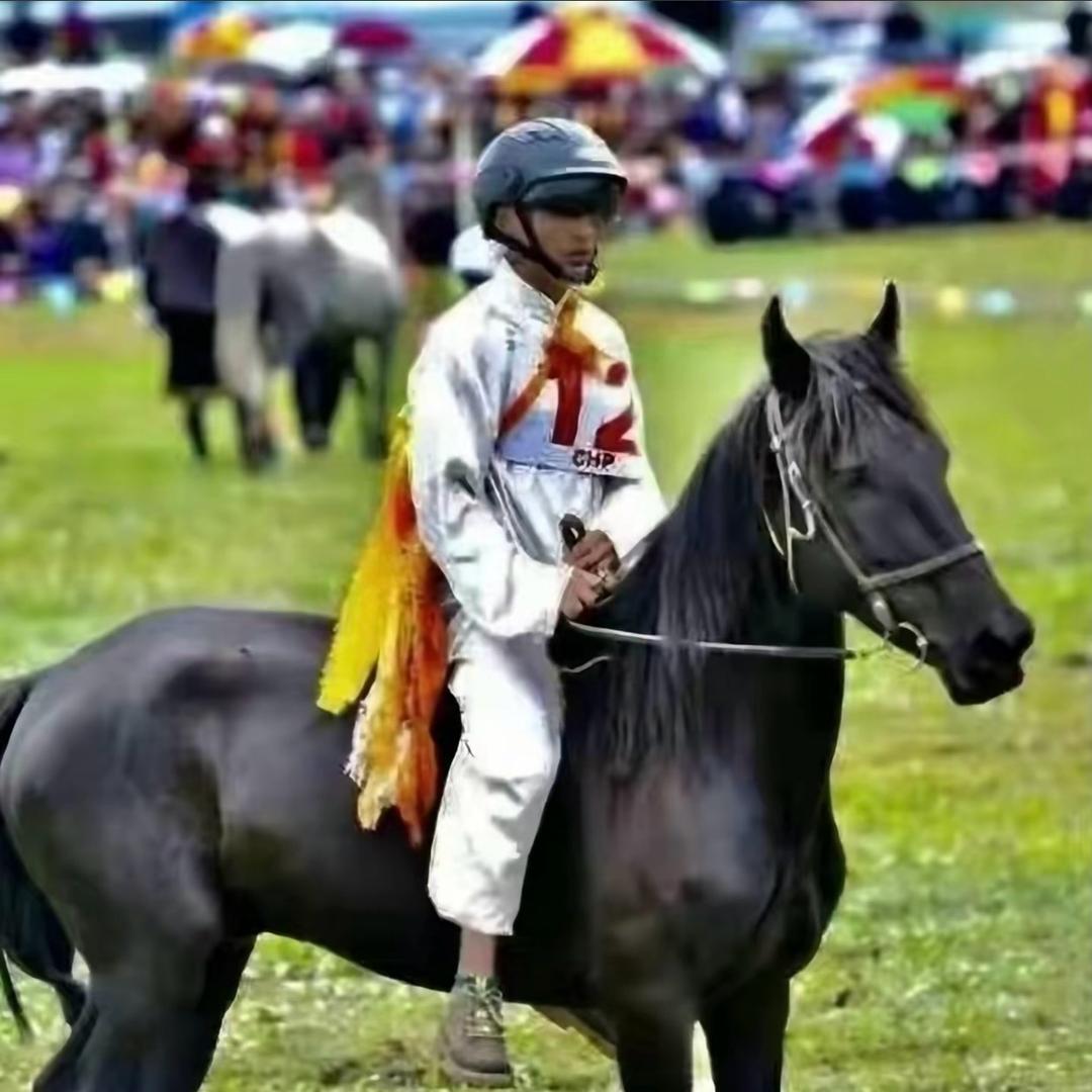 ༄河曲马🐎