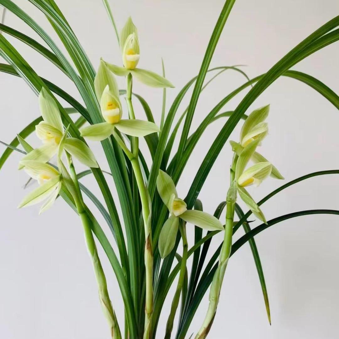 花非惜花