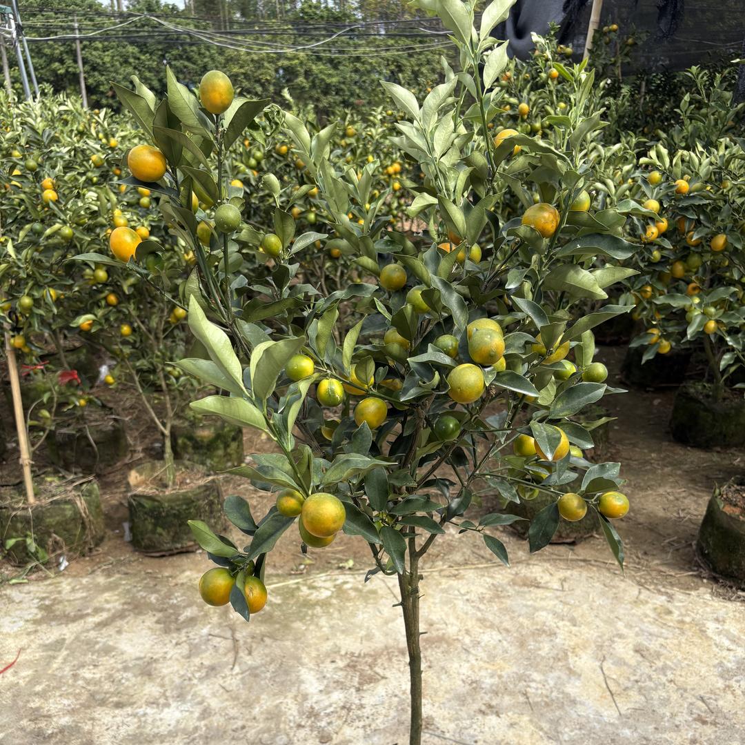 麒麟映绿苗木基地