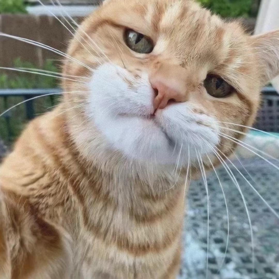 ꧁༺杨贰簸༻꧂