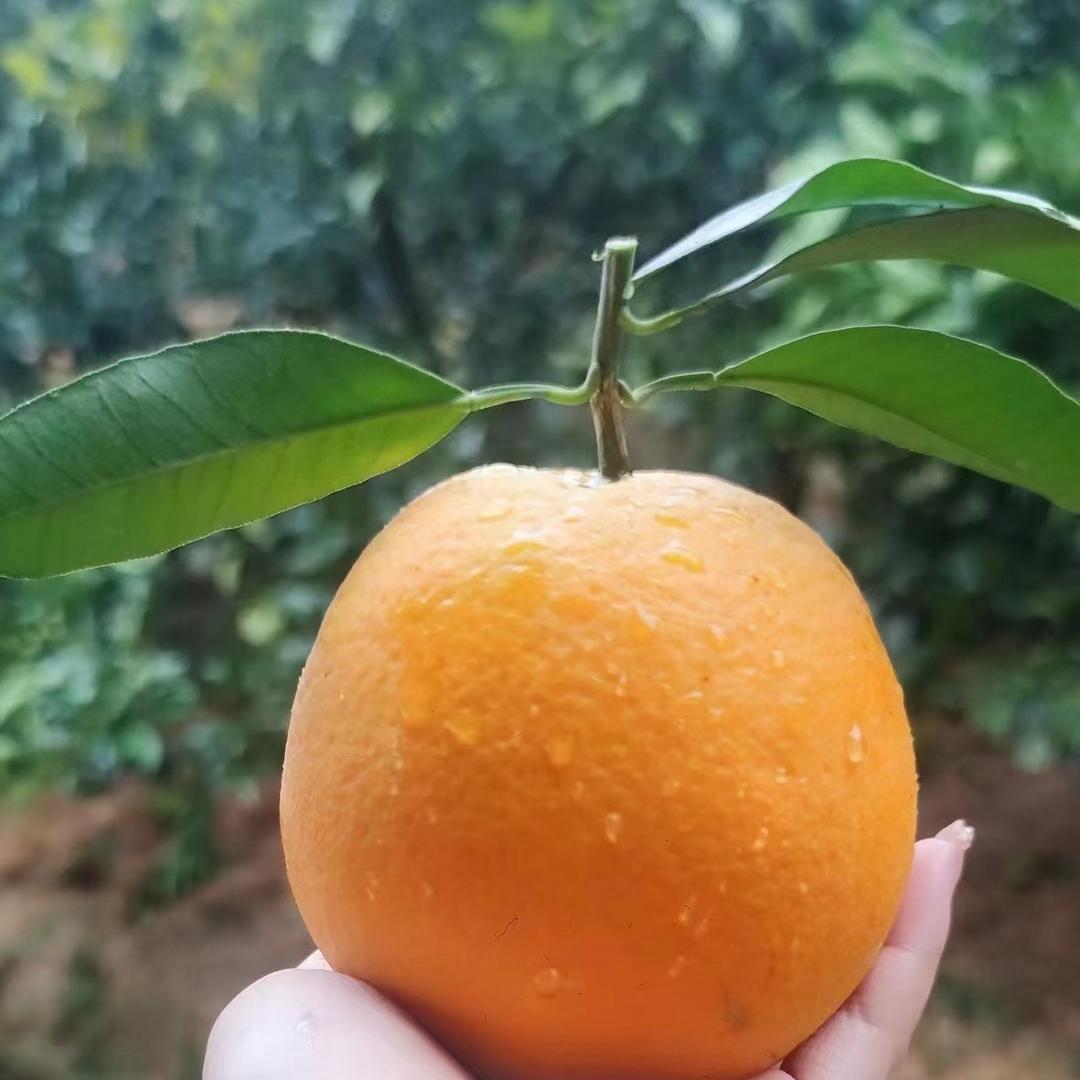 赣南脐橙🍊（兵哥优选）