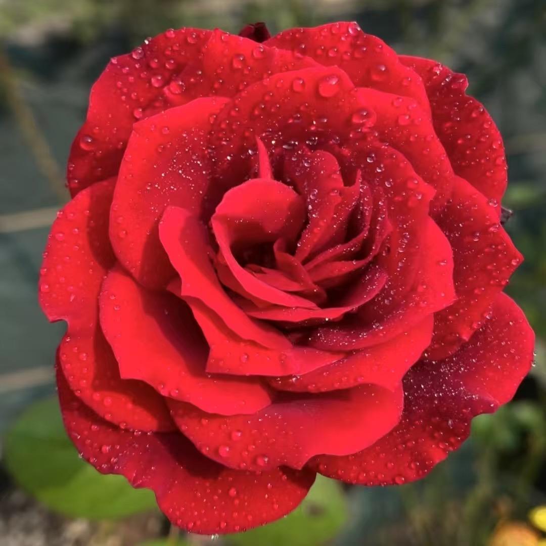 一枝花