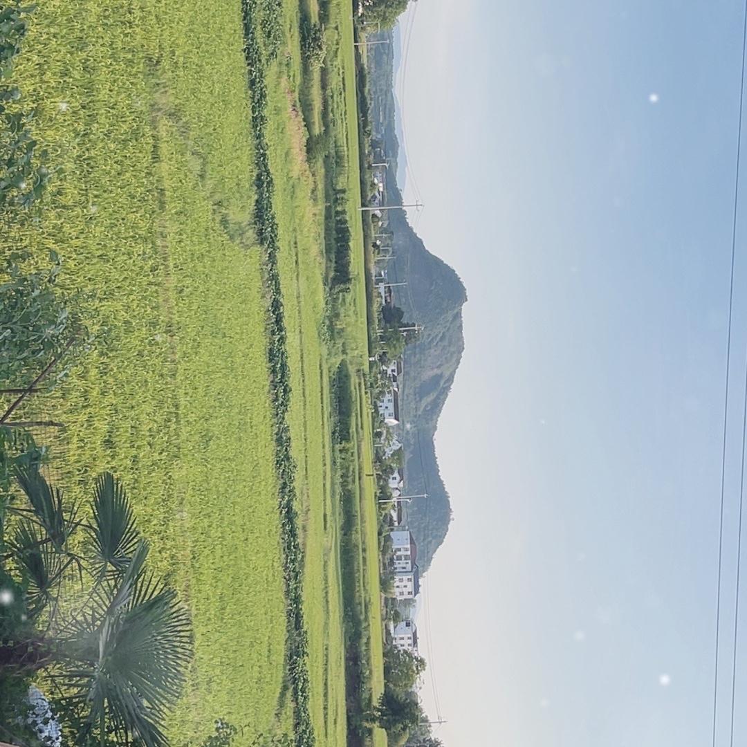 实心玉竹——大掌柜