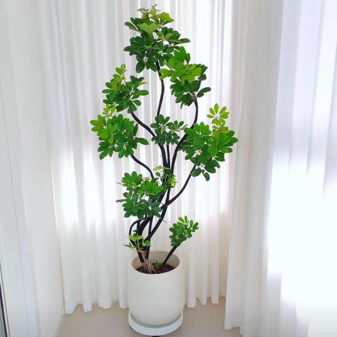 杨儿姐绿植基地