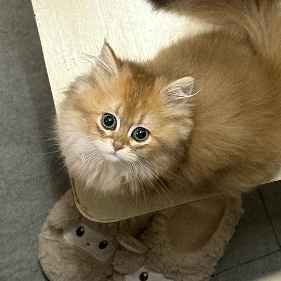 只更