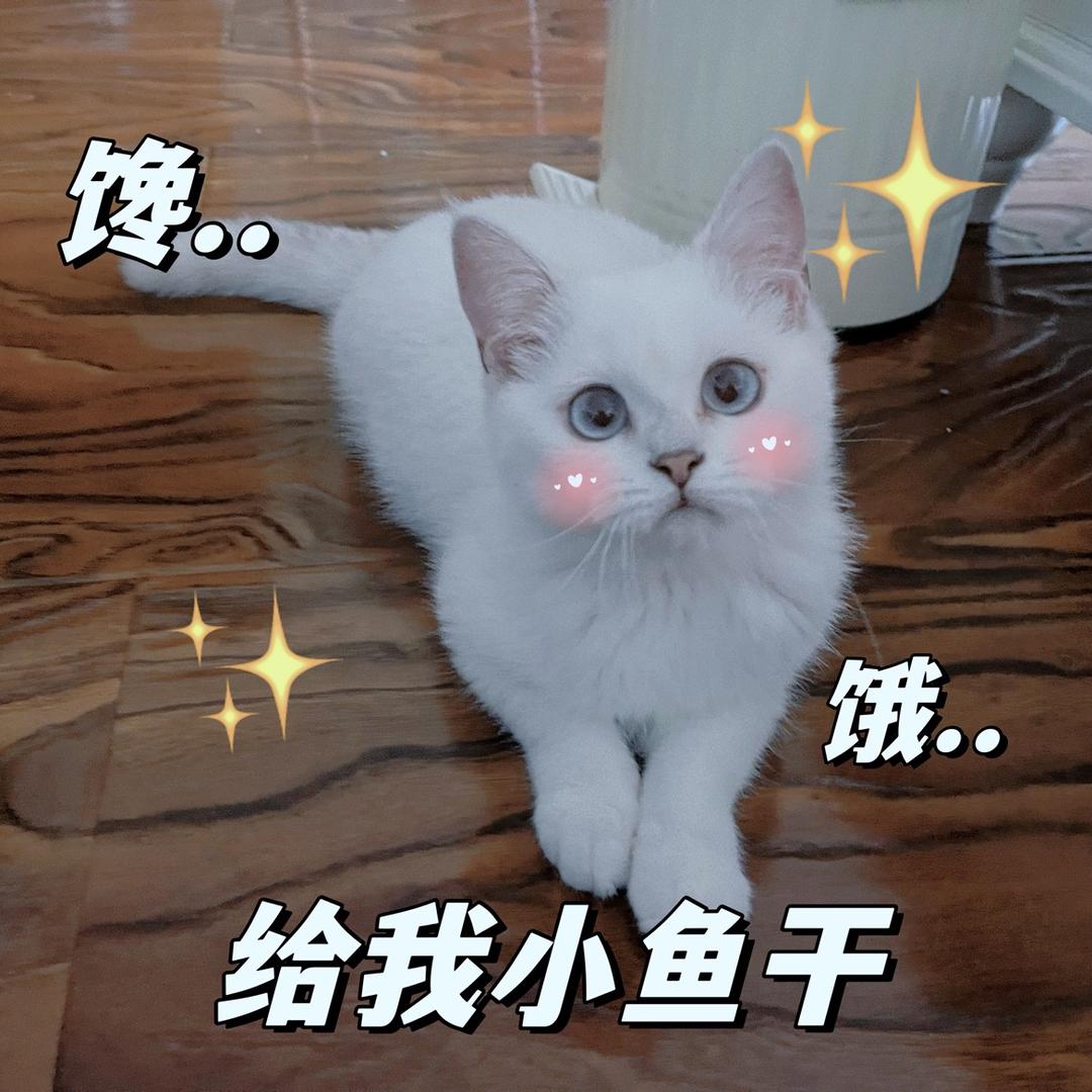 小洋