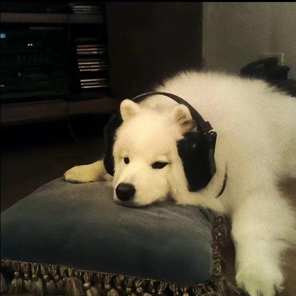 懒狗