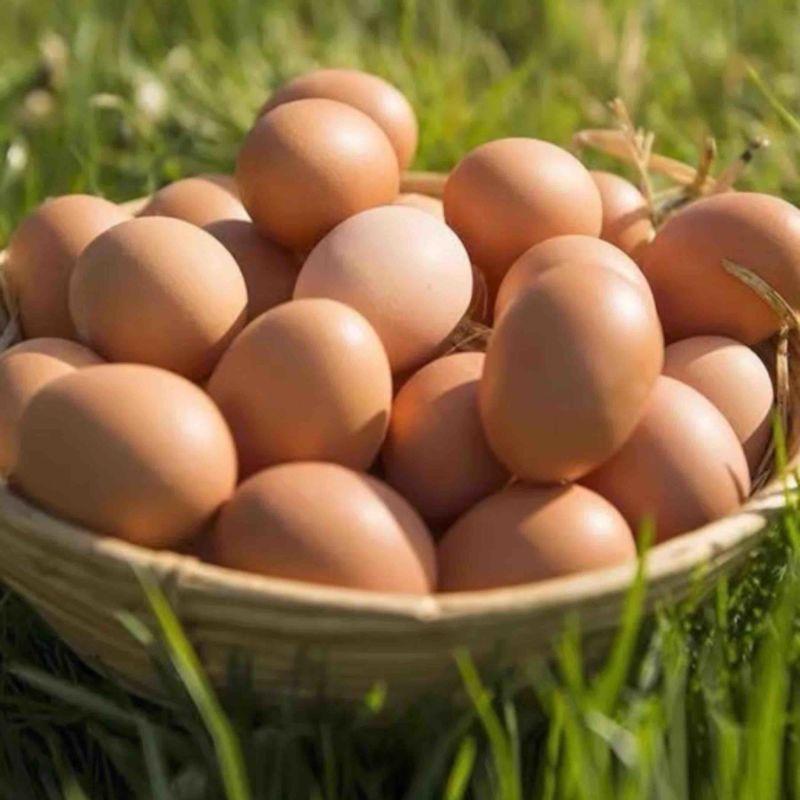 土鸡蛋甄选