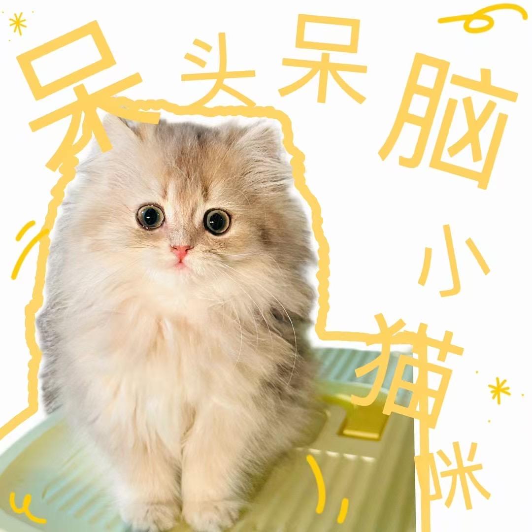 爱喵有家