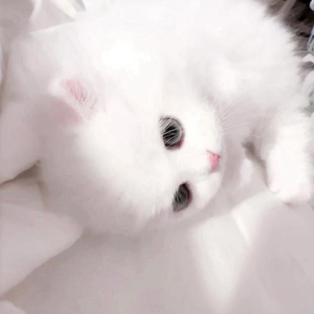 小海苔
