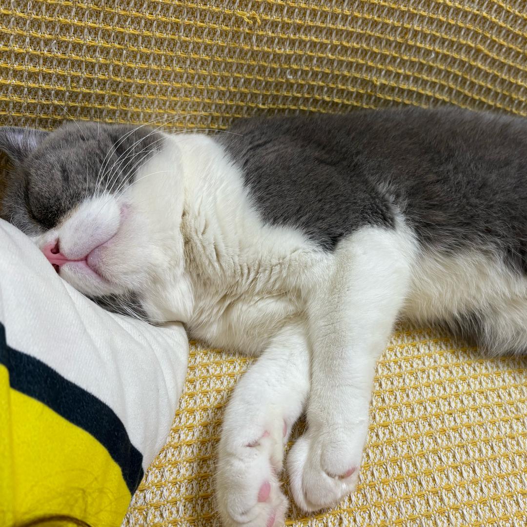 八筒是只猫🐱