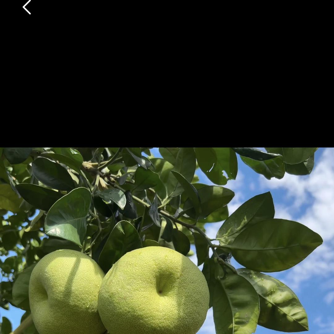 鲜果现摘场地