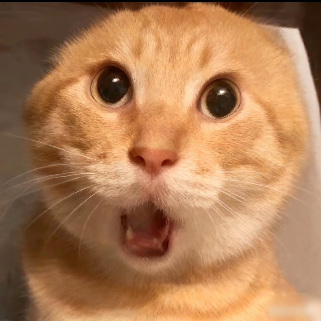 喵咪大王(  ˃᷄˶˶̫˶˂᷅  )