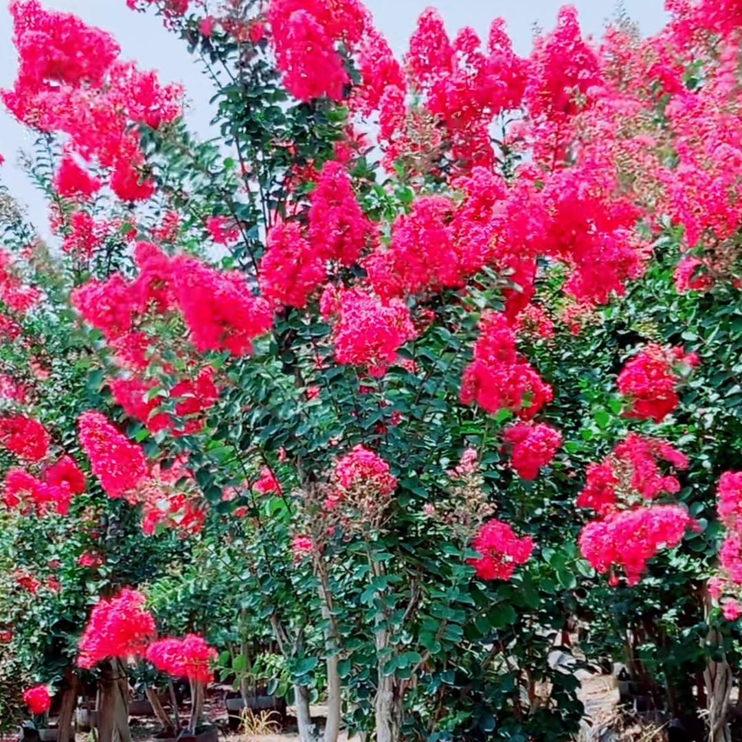 嘉语鑫花卉经营部