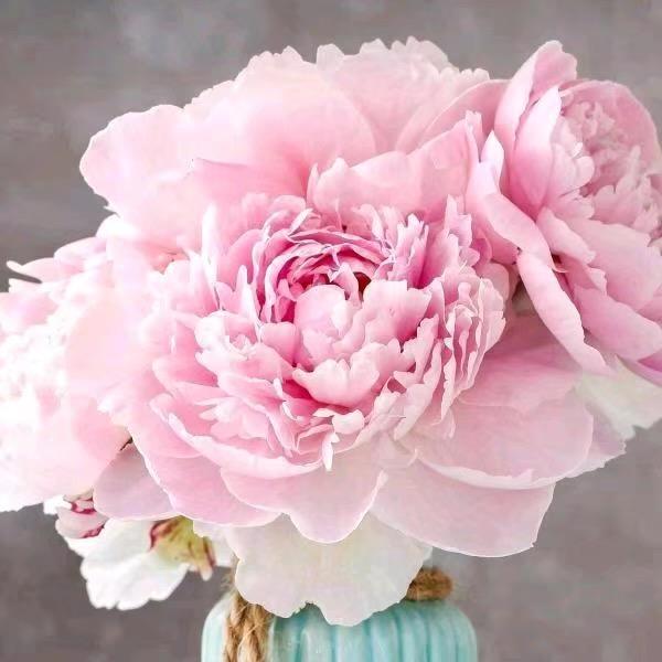 若茹鲜花
