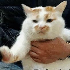 在写了别急