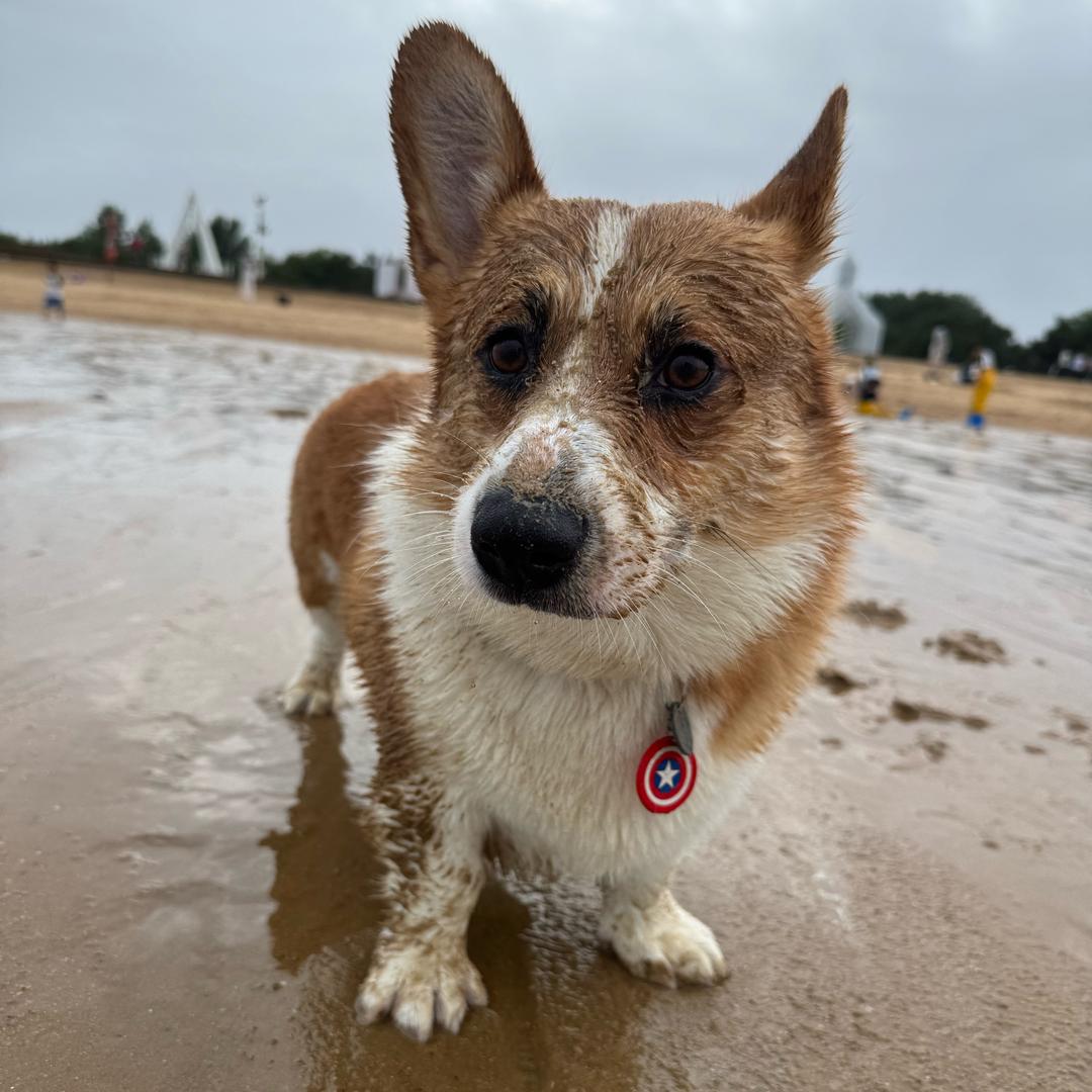 愤怒的松鼠🐿️