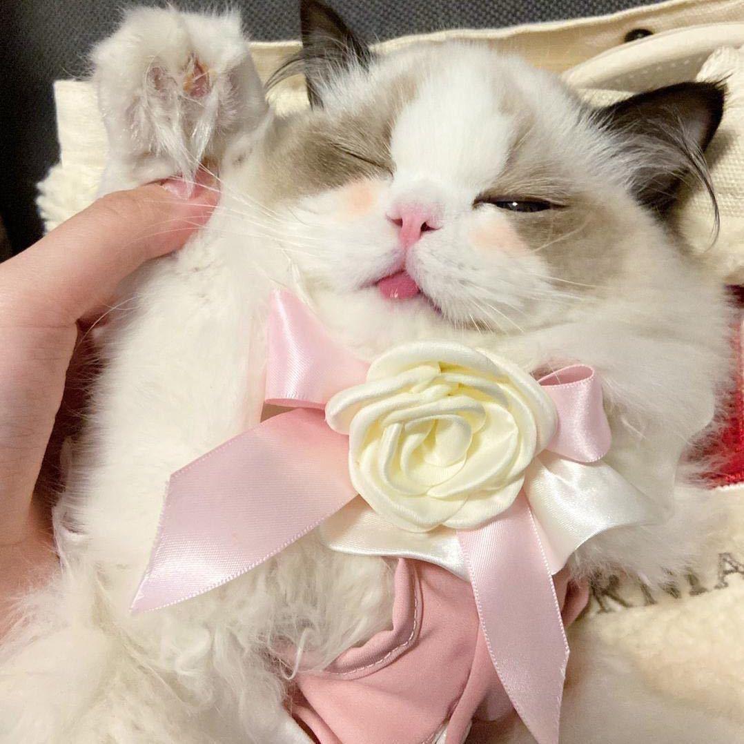 瑶瑶家的精品猫