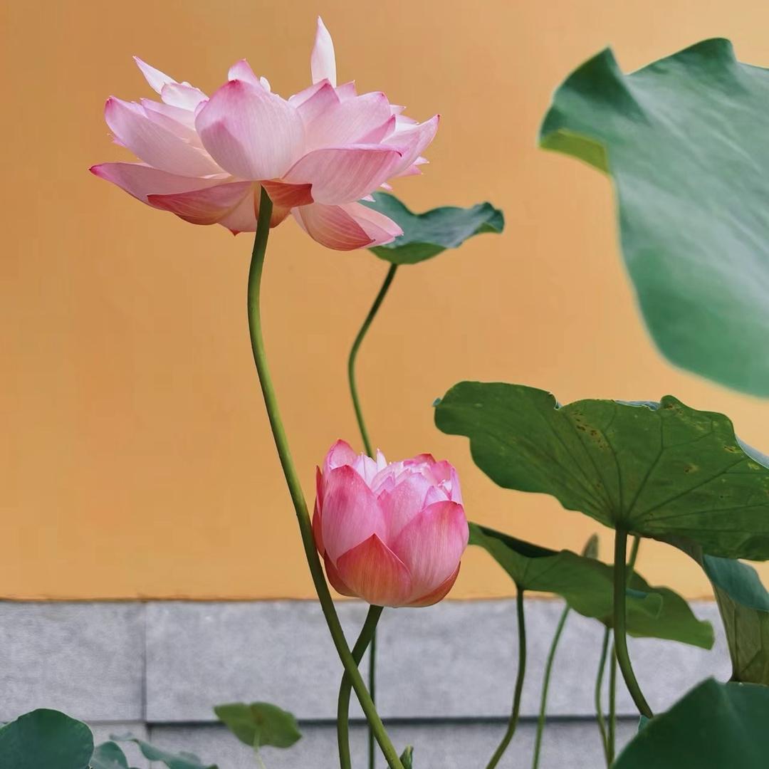 是迦茜呀🍀
