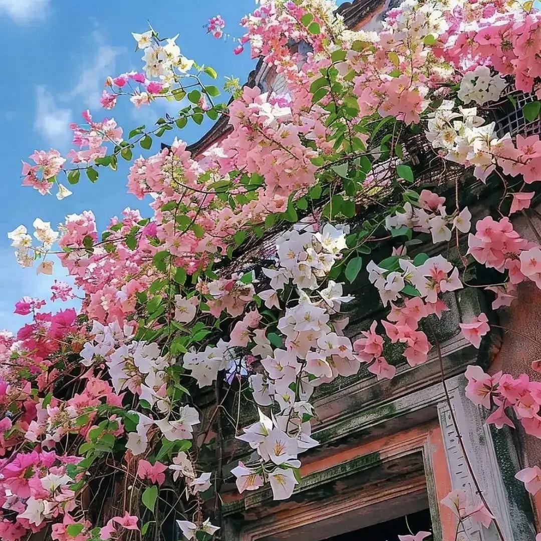 「谢谢里」室内盆景