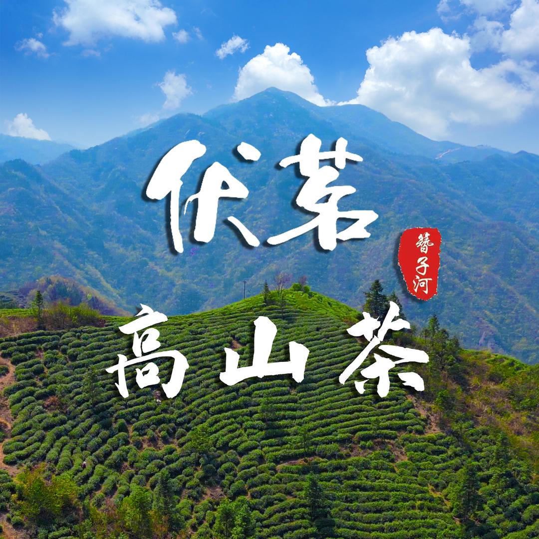 簪子河-伏茗商城高山茶
