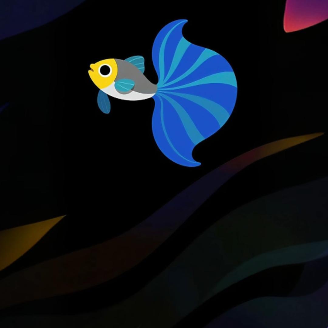 青澜精品孔雀鱼