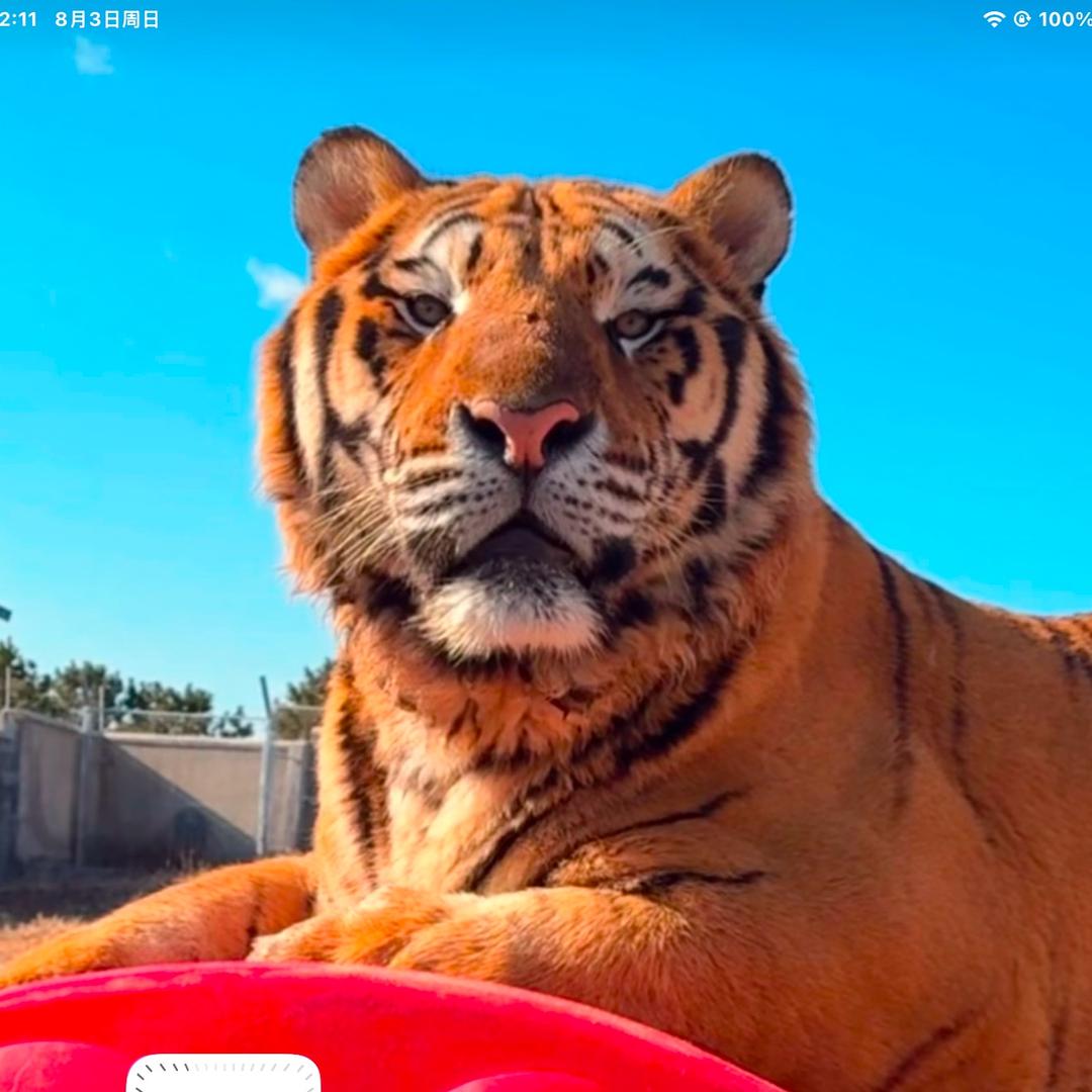 🐯🐯