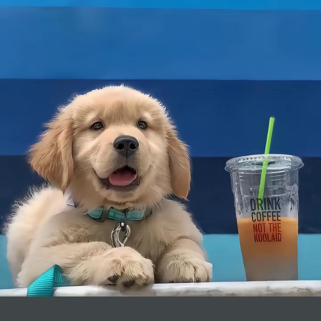 山西运城最深情的舔狗