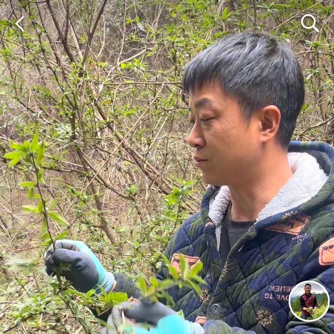 舅舅找山货（杨）