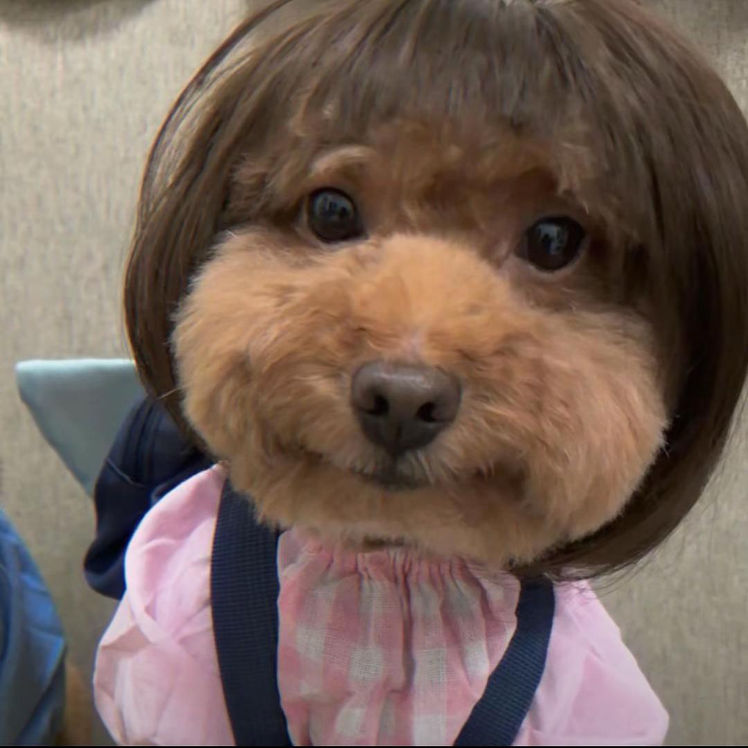 讨厌我的可以去死了