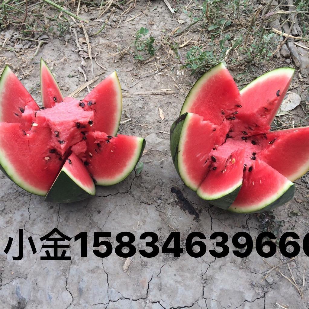 小金助农西瓜团队