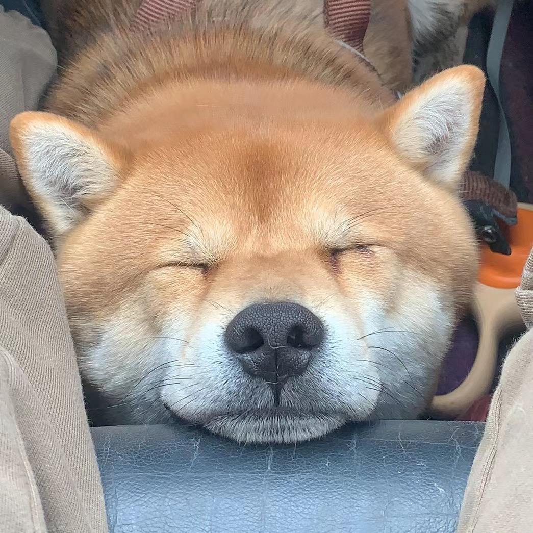泡芙🫧