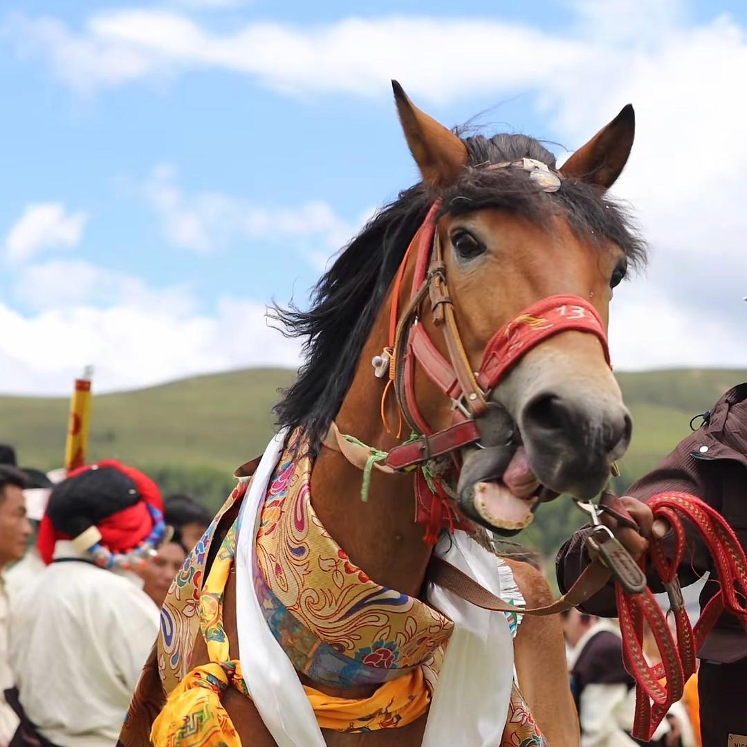 ࿐ 措桑江嘎🐎🥇