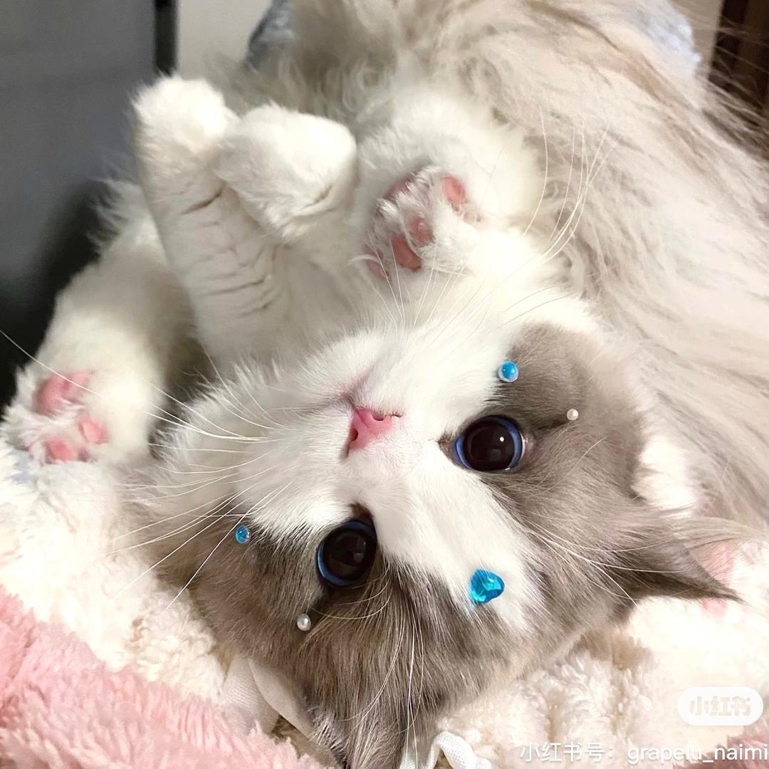 小猫贝果