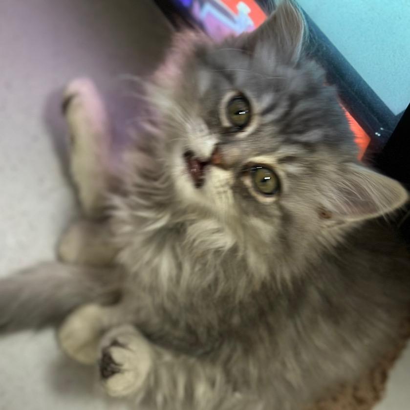 🐈‍⬛毛哥哥哥