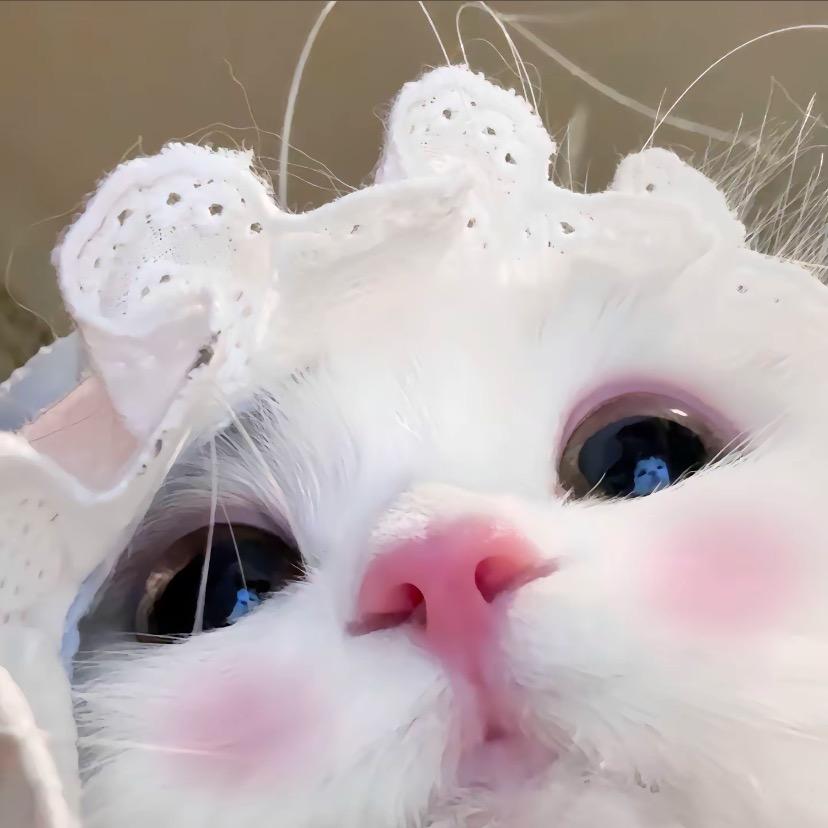 婷t