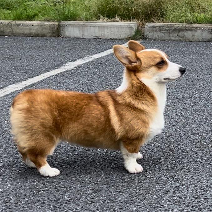 呆呆的小草鱼🎣