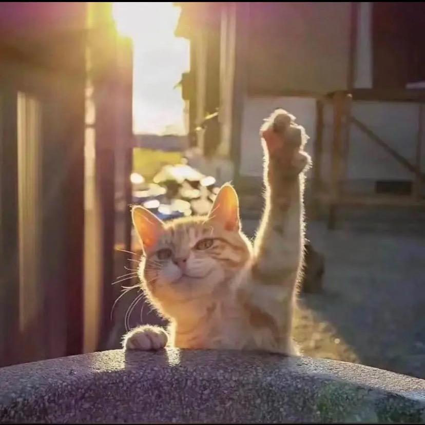 曜曜🐈‍⬛和奶盖🐈