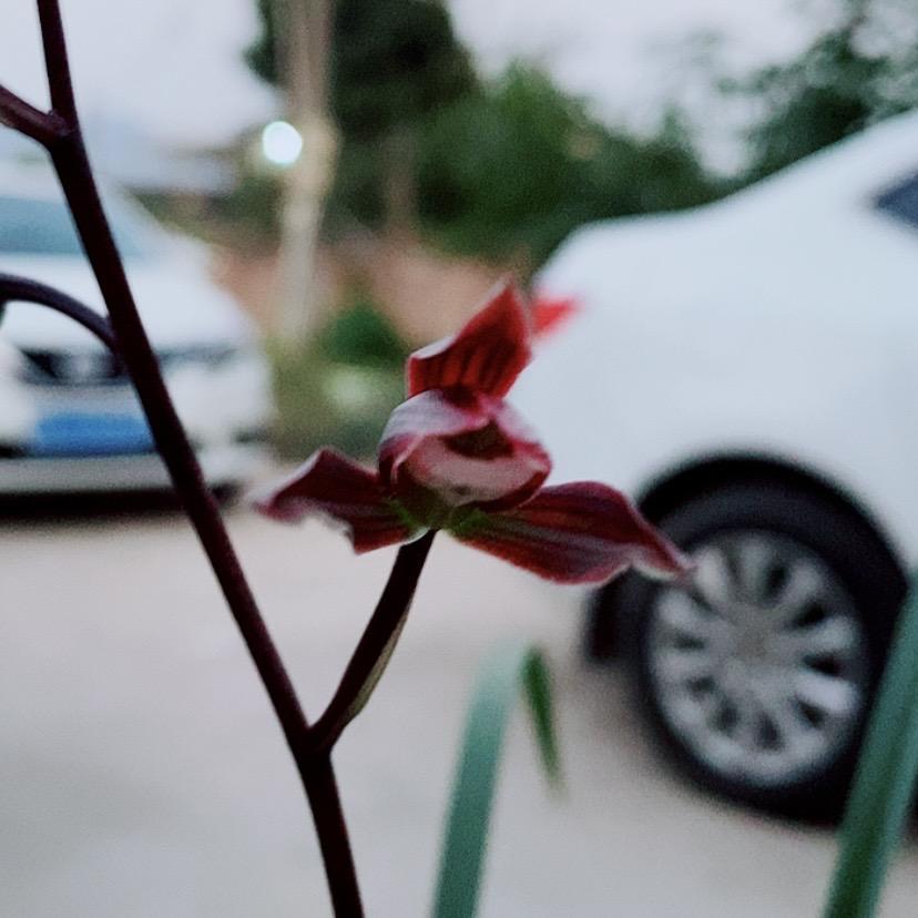 锦媛寒兰种植场