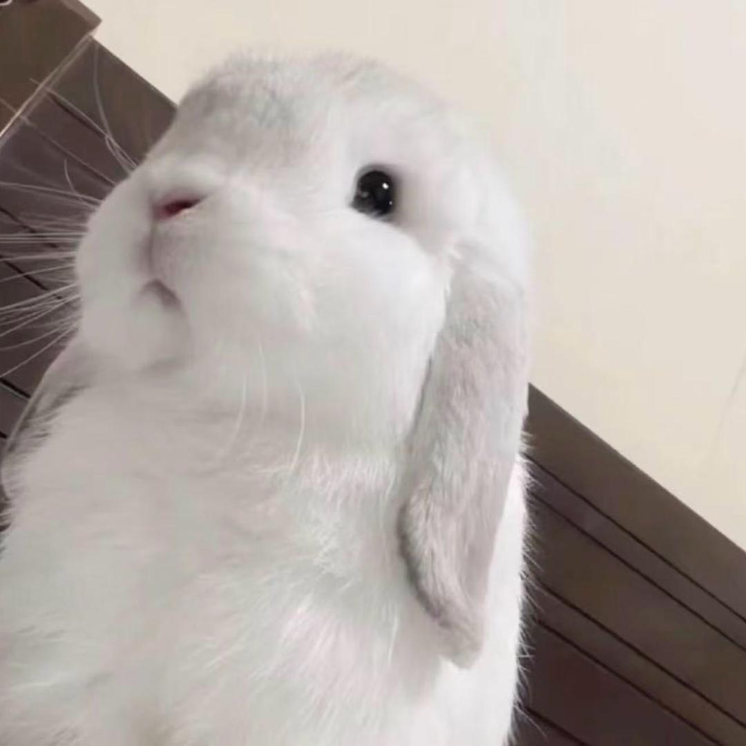 兔牙