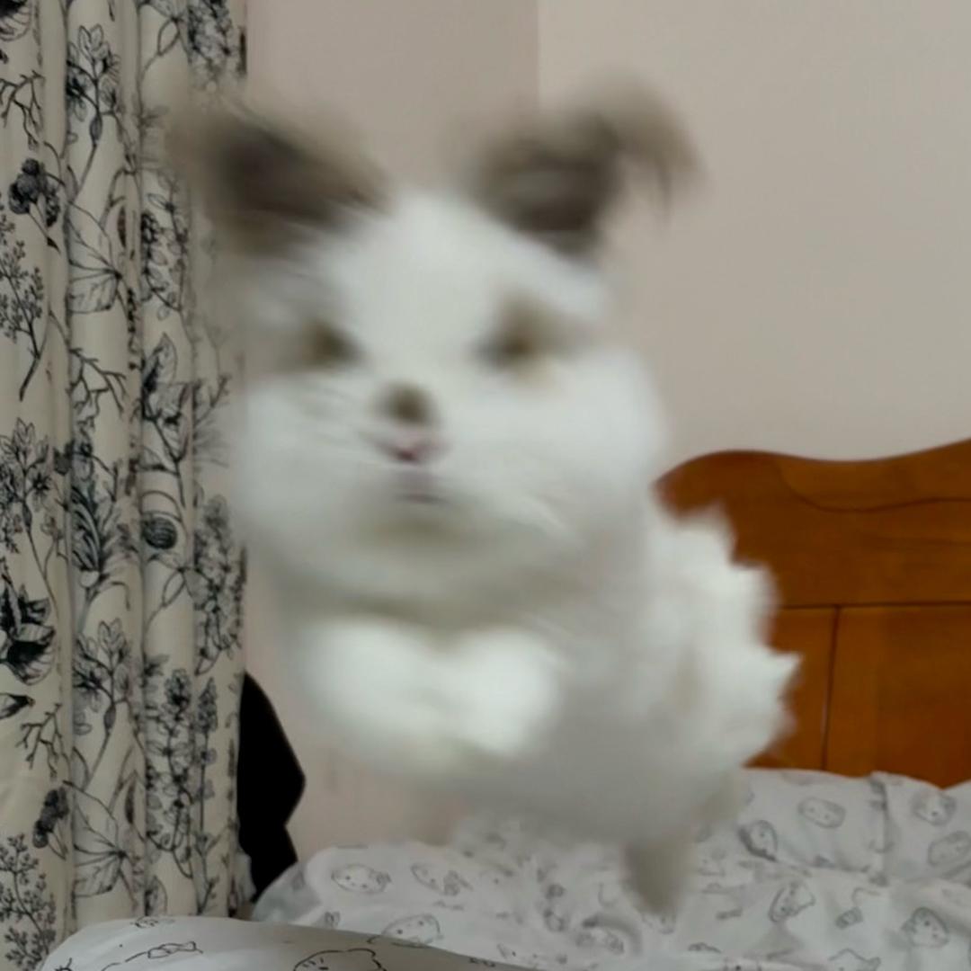 朤