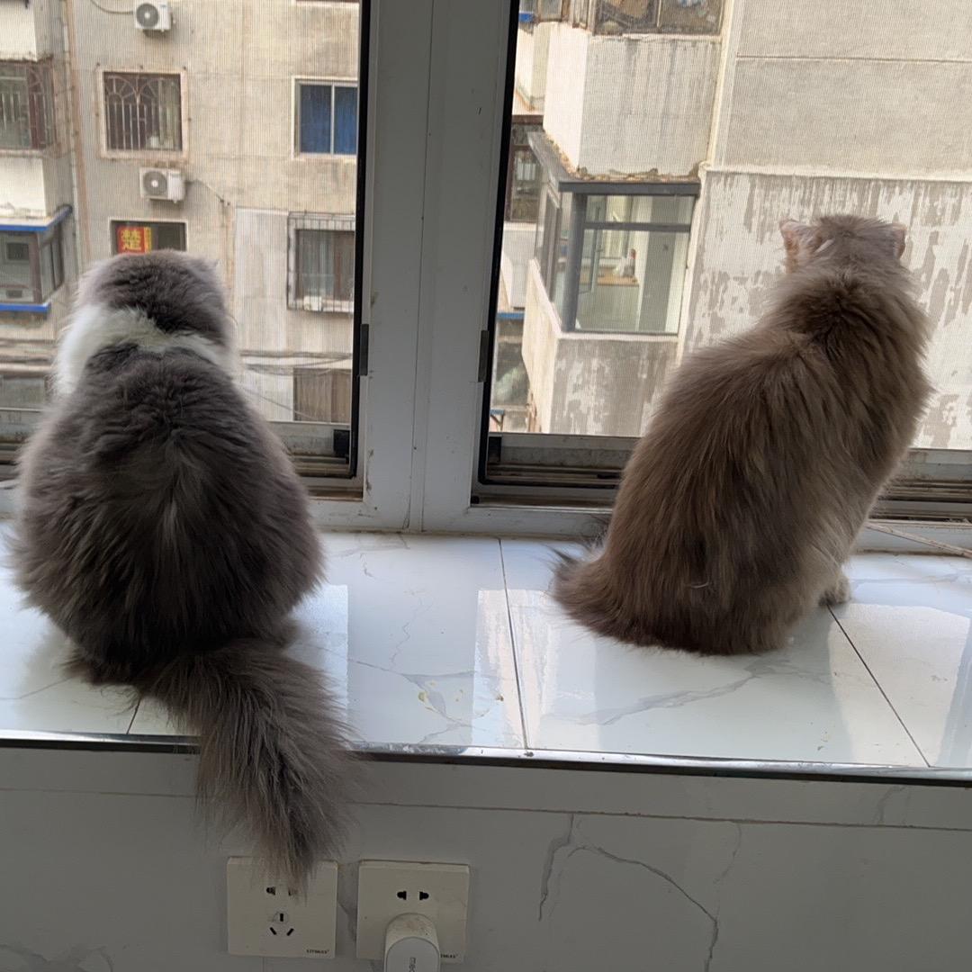 许布妞和张辛巴