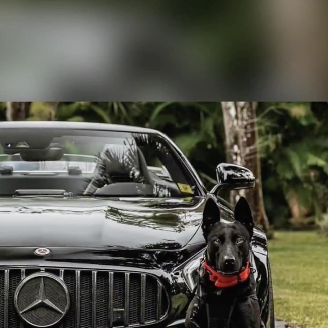 杨林一工作犬 老血马犬传承基地