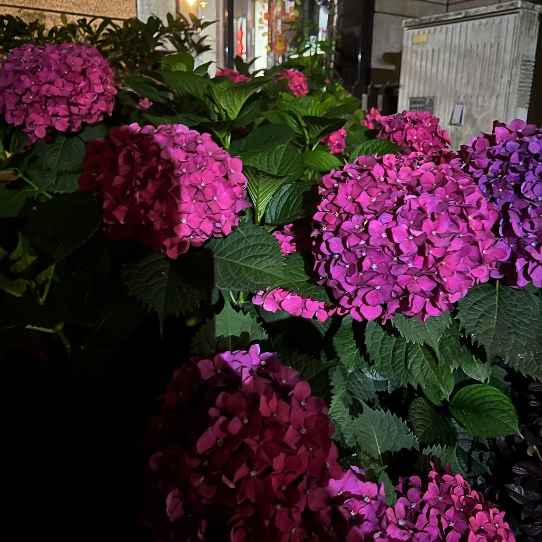 御单堂单氏正元贴