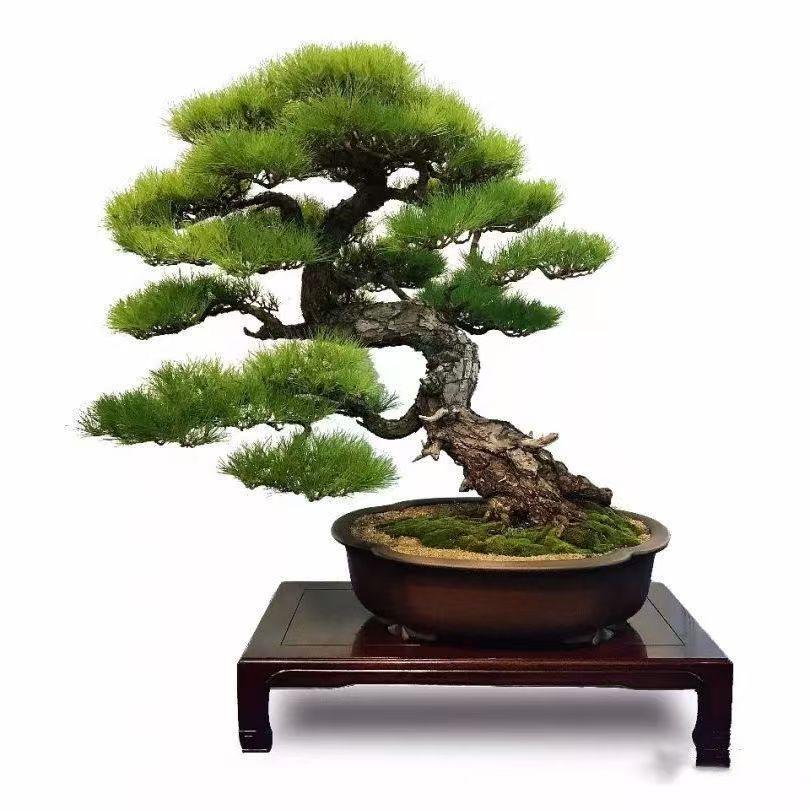 武艺盆景优品小铺