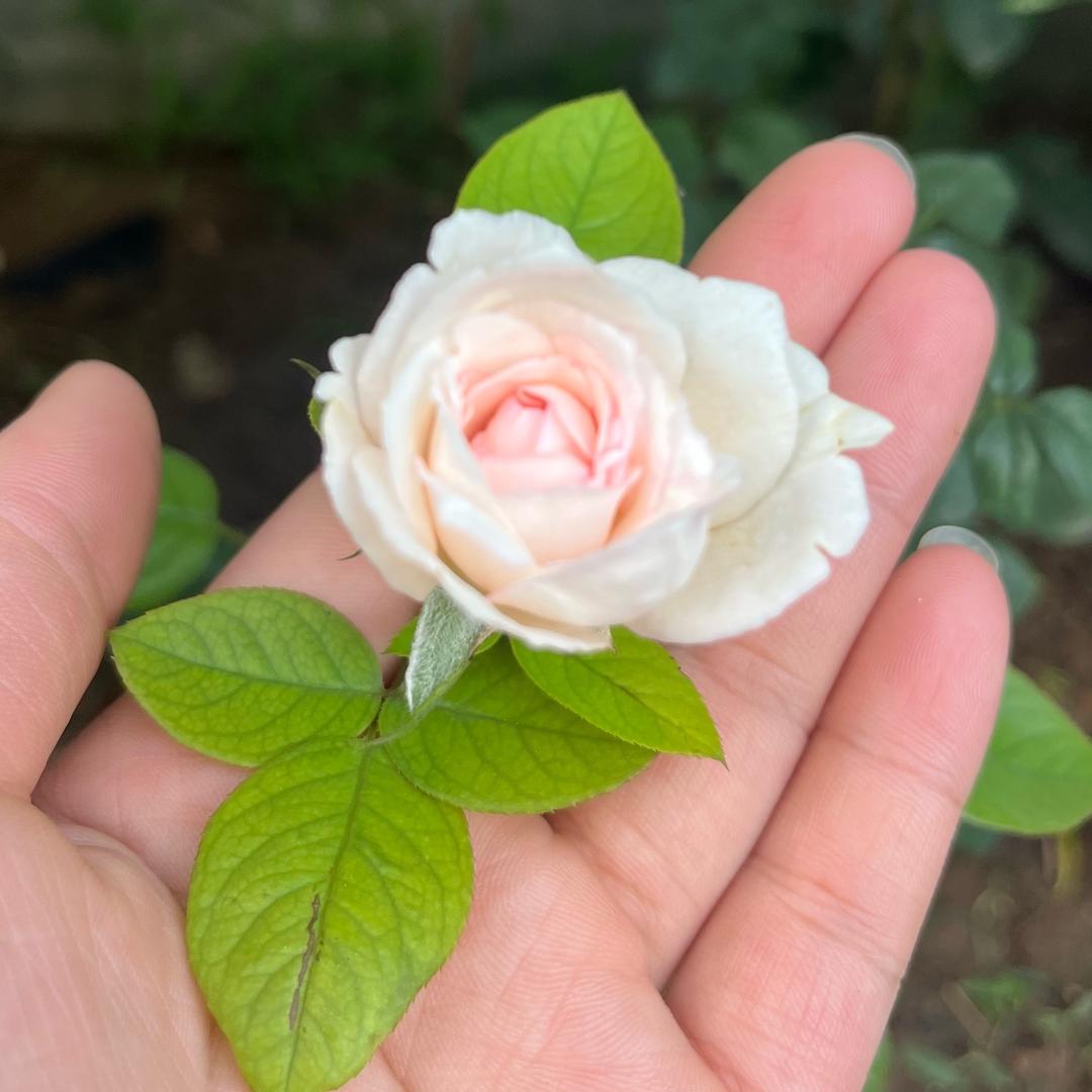 豆豆（每晚十点开播）