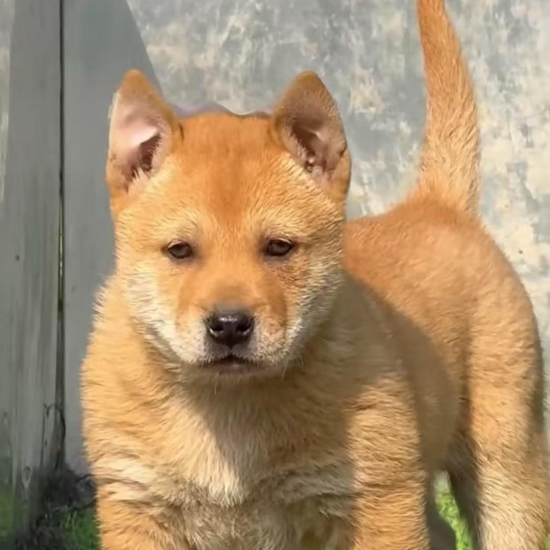 广西小八嫂田园犬