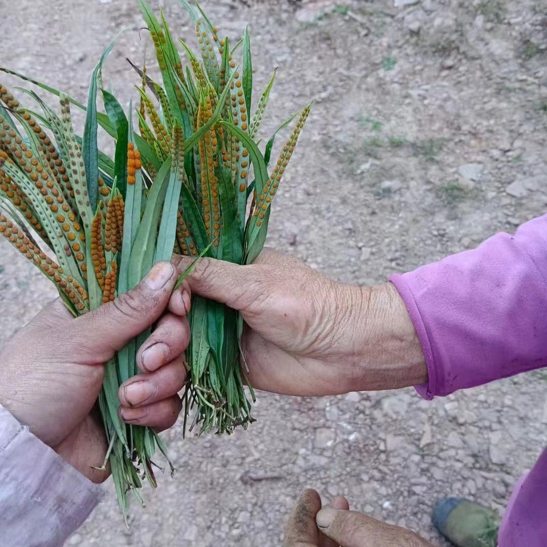 夜之夏娃林昊专卖店
