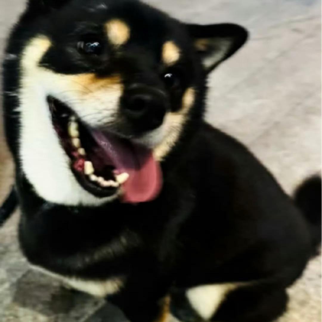 小小黑狗（PUBG抗毒）