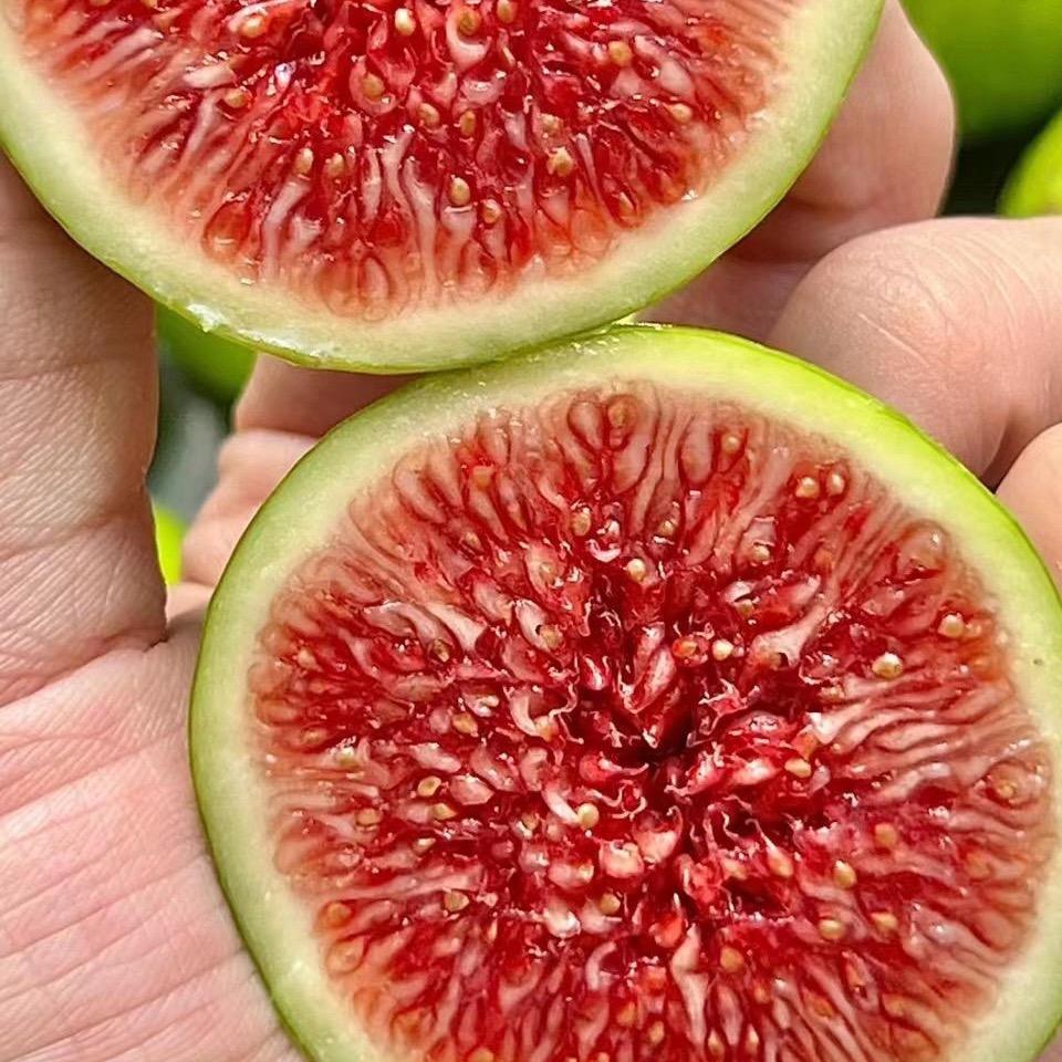 喵小浪威海青皮无花果